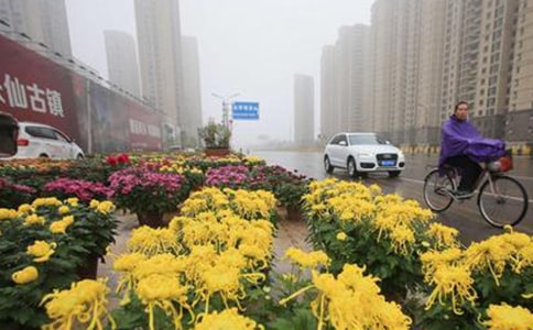 风雨中的菊花阅读答案