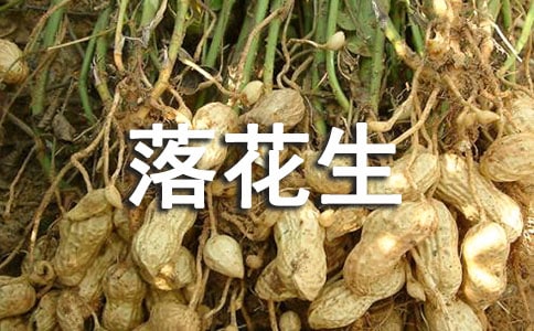 落花生读后感精华15篇