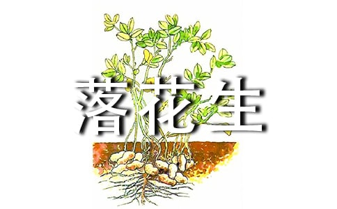 落花生读后感（精）