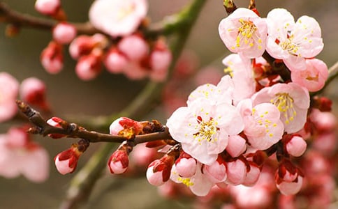 【精选】描写春天的桃花的作文300字4篇
