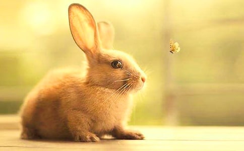 兔子的作文300字9篇[精华]