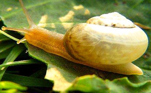 蜗牛的旅行——我们认识“慢”字主题班会