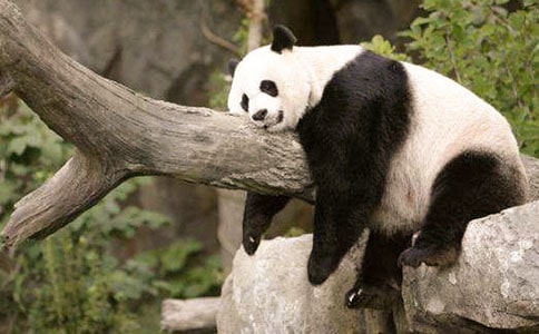 保护大熊猫倡议书