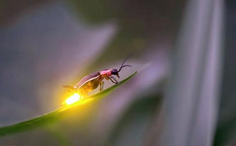 《闪亮的萤火虫》读后感